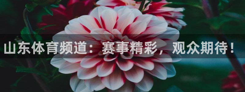 山东体育频道：赛事精彩，观众期待！